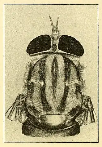 Ilustração proveniente da descrição original de Opetiops alienus por F. Hermann, em 1916, mostrando sua cabeça e protórax.