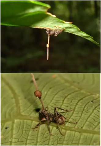 Formigas mortas infectadas por Ophiocordyceps unilateralis