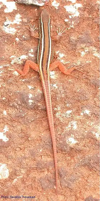 Ophisops leschenaultii