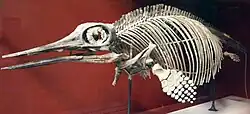 Esqueleto de Ophthalmosaurus