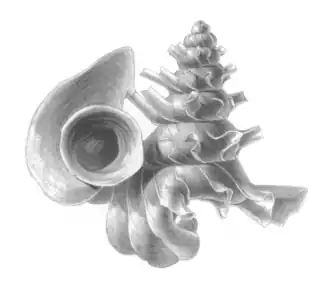 Opisthostoma mirabile