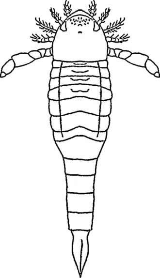 Reconstrução de O. manitoulinensis