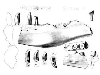 O holótipo e único espécime
