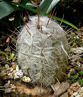 Oreocereus celsianus