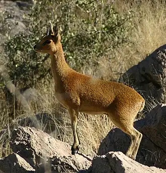 Cabra-das-pedras (Oreotragus oreotragus) na Namíbia