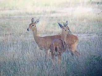Oribi no Parque Nacional da Gorongosa, em Moçambique
