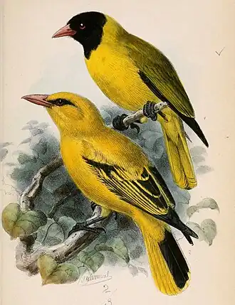 1. Oriolus nigripennis 2. Oriolus auratus