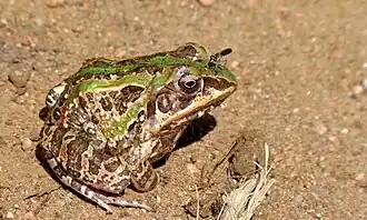Um indivíduo no Parque Nacional Kruger, na África do Sul.