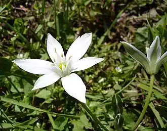 Ornithogalum umbellatum