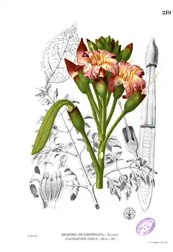 Oroxylum indicum (espécime em floração).