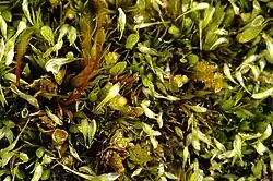 Orthodontium lineare.