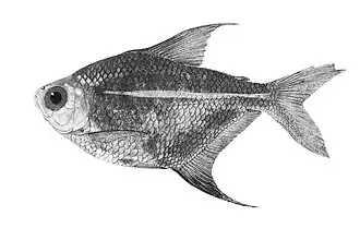 Ilustração do espécime adulto