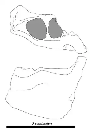 Ilustração do molde do dentário do holótipo (MLP M 62).