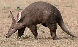 an aardvark looking left