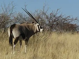Órix-do-cabo no Parque Nacional Etosha, na Namíbia