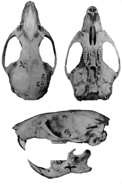 Crânio holótipo, visto de cima, de baixo e do lado esquerdo.