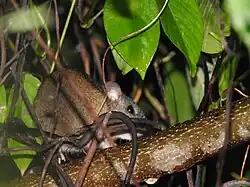 O. couesi em meio à vegetação