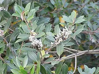 Osmanthus heterophyllus