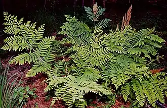 Osmunda regalis.