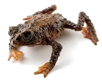 Osornophryne simpsoni