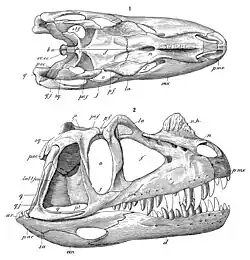 Reconstrução do crânio de Charles Gilmore em vista lateral e superior