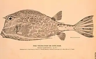 Acanthostracion quadricornis