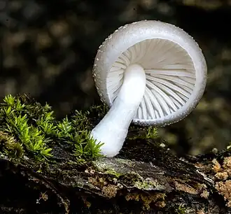 Um cogumelo em Grassy Head, em Nova Gales do Sul, na Austrália.