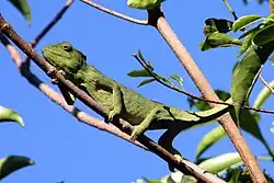uma fêmea, na floresta de Anjajavy