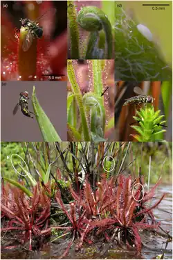 Figura 1. Ovipostura do Toxomerus basalis.(a) fêmea ovipositando na ponta abaxial (baixa, não carnívora) de uma folha em desenvolvimento de Drosera latifolia.(b)-(d) Ovos recém depositados na superfície abaxial de uma folha em desdobramento de Drosera manifica.(e)+(f) mesmo indivíduo fêmea (da foto a), em plantas crescendo próximas à Drosera.(e) Sondando uma folha de Eriocaulon sp. (Ericaulaceae), - oviposição não feita.(f) Depois da oviposição na Microlicia sp. (Malastomataceae), com ovos recem postos visíveis (seta esquerda) - mesma planta segurando outros ovos de Toxomerus (seta direita).(g) Visão de fora de uma colonia de Drosera latifolia e plantas associadas, com oviposição como documentada em a,e e f indicam. Imagens combinadas de dois diferentes fotógrafos, mostrando dois lados diferentes da ilha de vegetação vigiada pelo Toxomerus basalis fêmea. a,e-g: Diamantina, Distrito de São João da Chapada, Rio das Lajes, Minas Gerais, Brasil, 06 de Dezembro de 2018. Foto por A. Fleischmann. * CC BY-SA 4.0