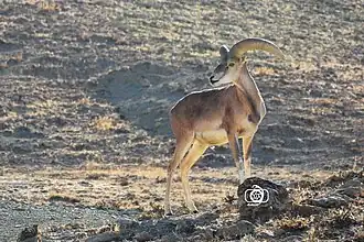 Muflão-asiático no Irã