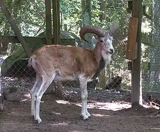 Urial na Nordens Ark, na Suécia