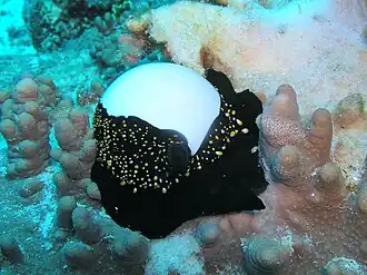 O. ovum em seu habitat.