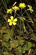 Oxalis compressa (flor simples).