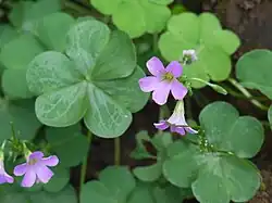 Oxalis debilis.