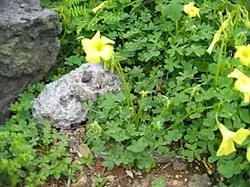 oxalis pes-caprae (hábito quando em flor).