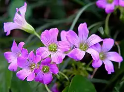 Flores de Oxalis rubra.