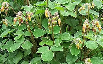 Oxalis tuberosa em flor.