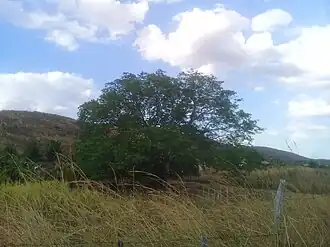 Uma arvore em Coreaú, Ceará.