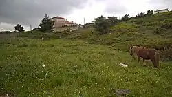 Paisagem em Cabra Figa.