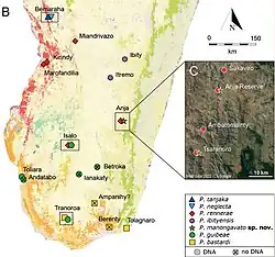 Distribuição da espécie dentro do clado Paroedura bastardi, com P. bastardi indicada pelos quadrados amarelos.