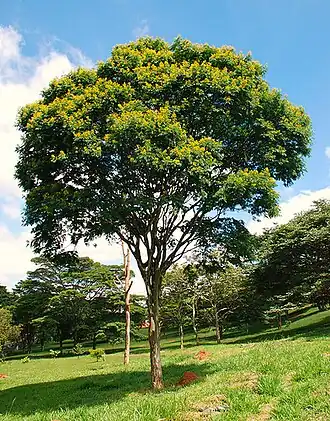 Pau-ferro jovem em parque da Zona Leste de São Paulo, apresentando rara visibilidade das flores