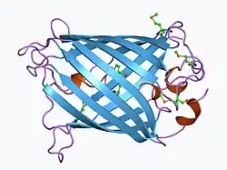 A hidromedusa Aequorea victoria foi a fonte da proteína verde fluorescente, estudada por seu papel na bioluminescência e posteriormente usada como marcador em engenharia genética.