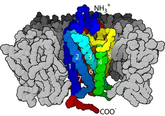 Destaque à estrutura de sete hélices α-transmembrana de um receptor acoplado à proteína G.
