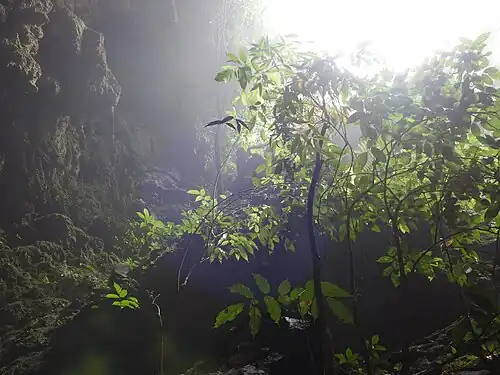 Vegetação na saída da caverna