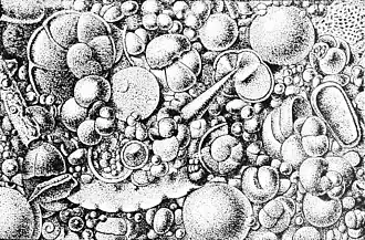 Ilustração do sedimento pelágico de Globigerina