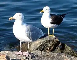 Gaivota-prateada ( Larus argentatus ) (frente) e gaivota-preta ( Larus fuscus ) (atrás) na Noruega: dois fenótipos com diferenças claras