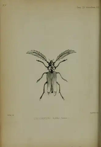 Paradistichocera kirbyi