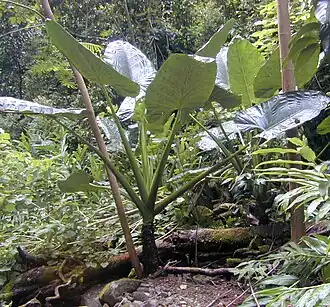 Alocasia macrorrhiza