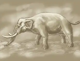 Elephas falconeri