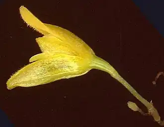 Pabstiella biriricensis